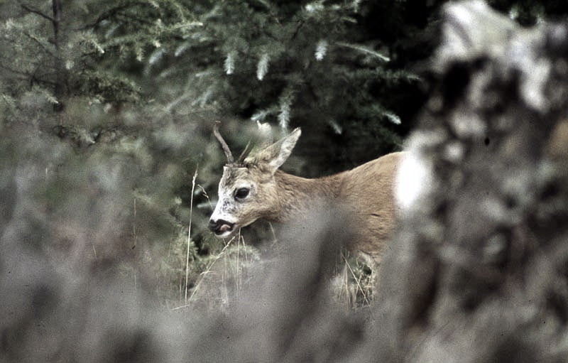 Jagdurlaub in Mecklenburg - Jagd Jagen Wald Wildtiere Mecklenburg